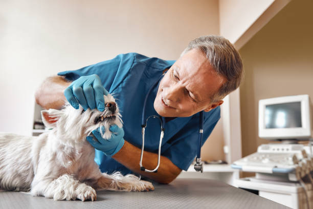 Best Pediatric Emergency Dentist in Belwood, NC